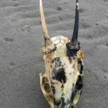 Skull of a Pudu - Pudu